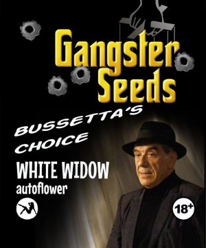 white widow autoflower