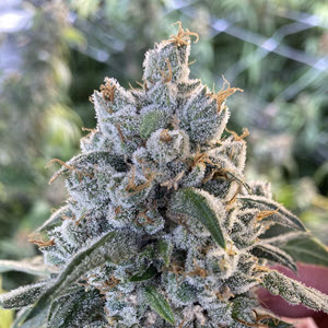 frosted guava autoflower