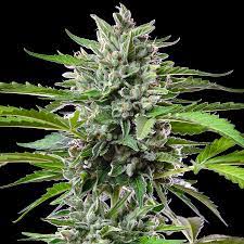 Bigbud Gorilla autoflower