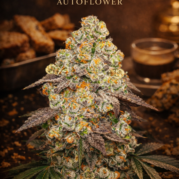 BISCOTTI Autoflower