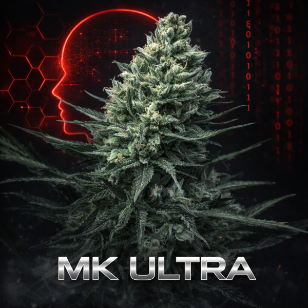 MK ultra wietzaden