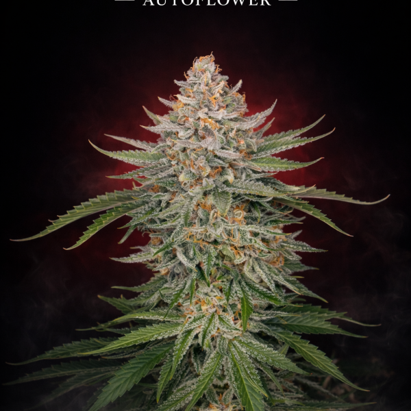 Strawberry pie autoflower