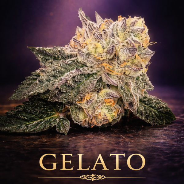Gelato wietzaden