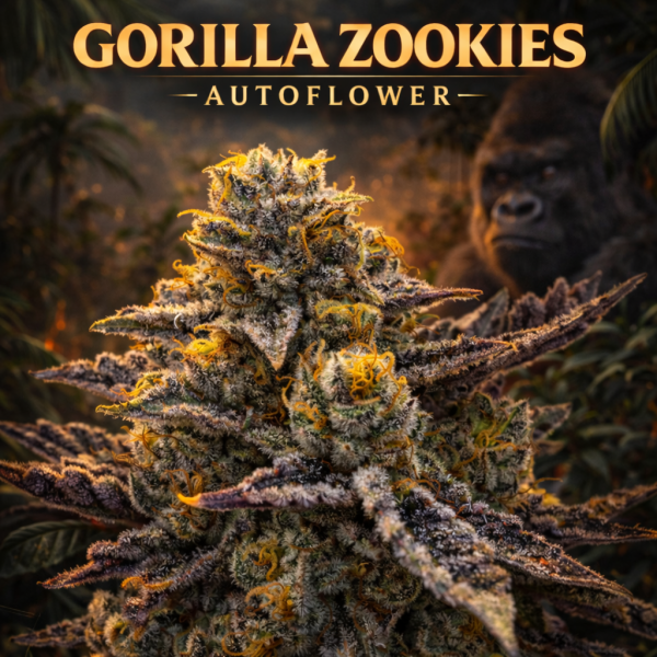 Gorilla Zookies  Autoflower