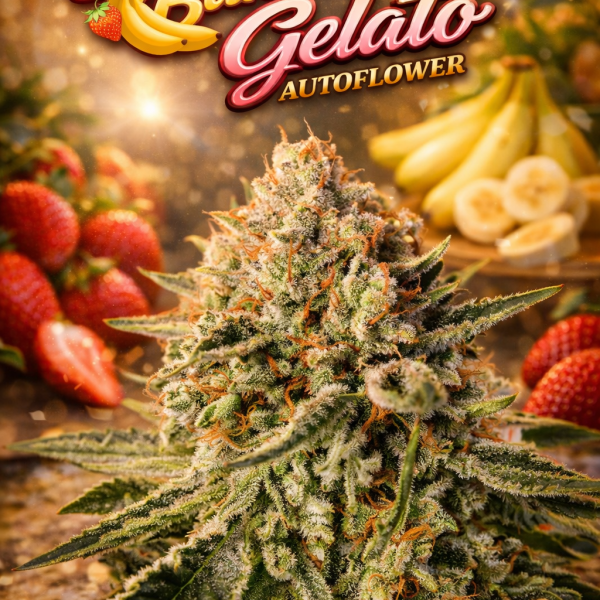 Strawberry banana gelato autoflower