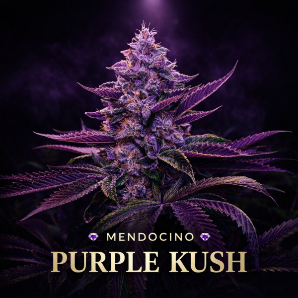 Mendocino purple kush wietzaden