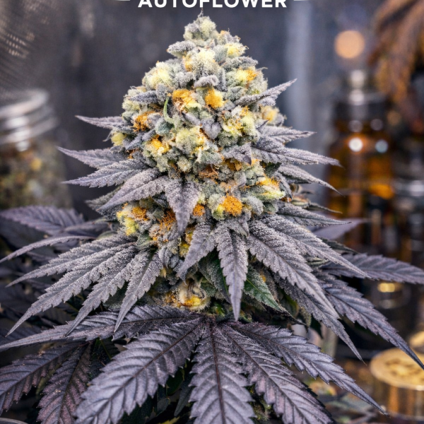 Jealousy Autoflower
