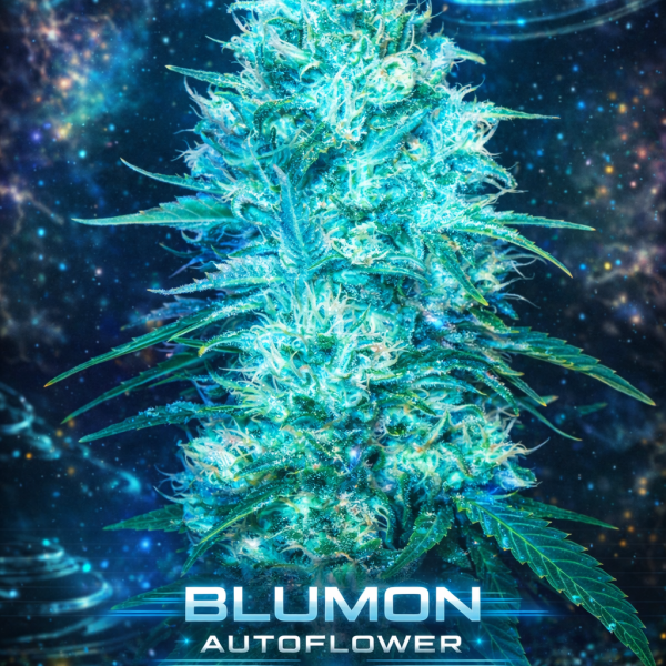 Blumon  autoflower