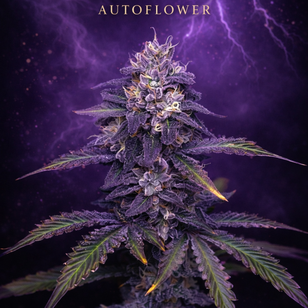 Purple Thunder autoflower