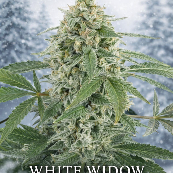 White Widow fast version Wietzaden