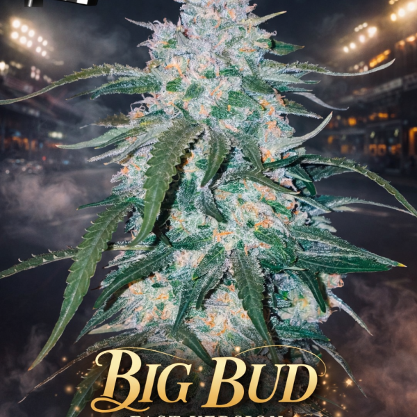 Big bud fast version Wietzaden