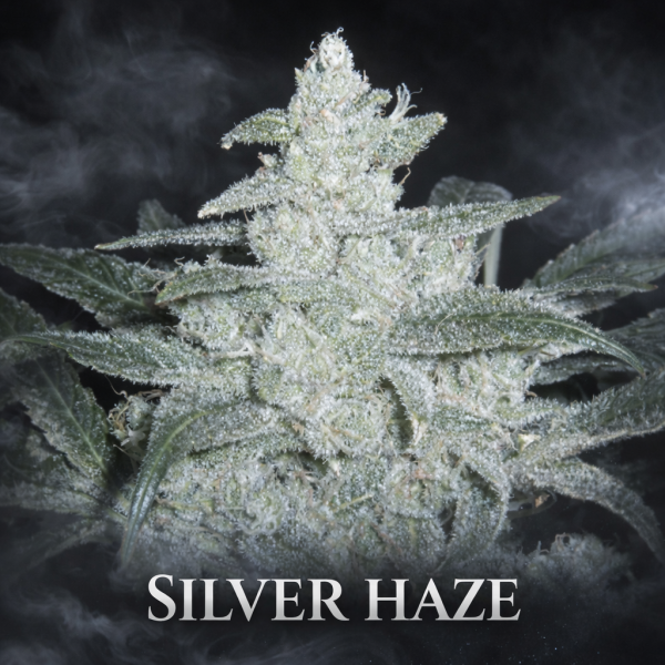 silver haze wietzaden
