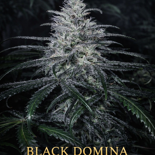 Black domina  fast version wietzaden