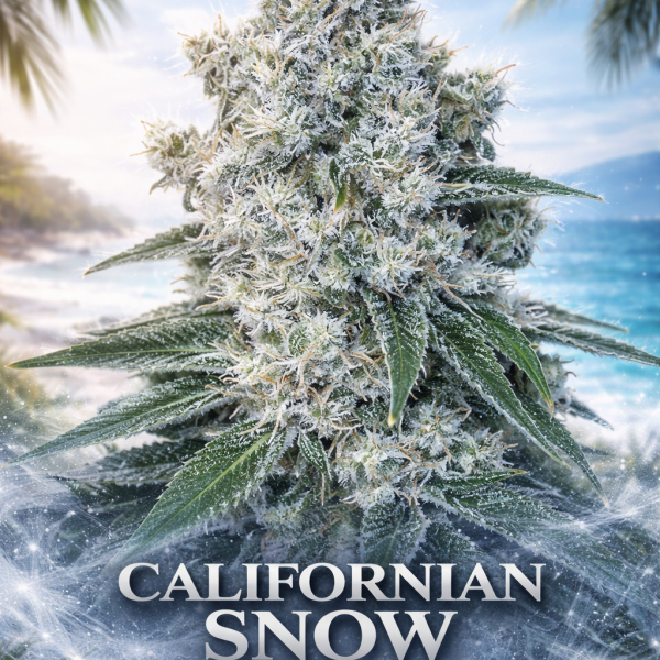 californian snow autoflower wietzaden