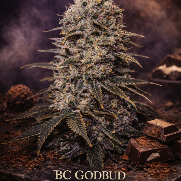 BC Godbud x chocolate sherbet wietzaden