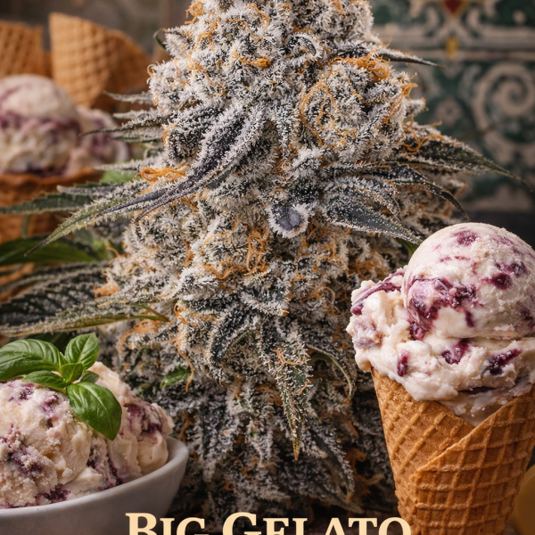 Big gelato autoflower