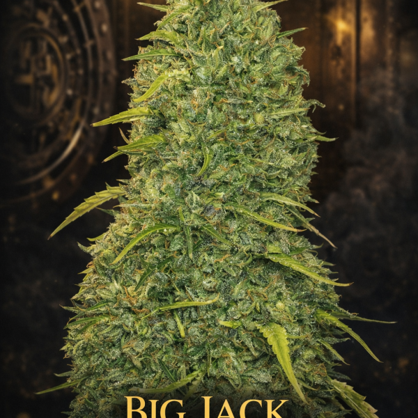 Big Jack   autoflower