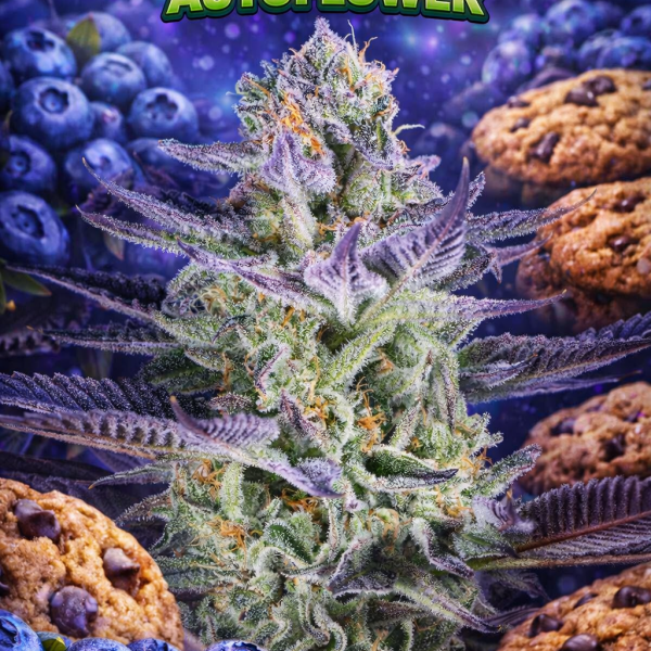 Blueberry cookies autoflower