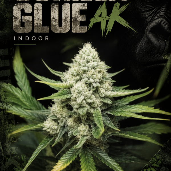 Gorilla glue AK