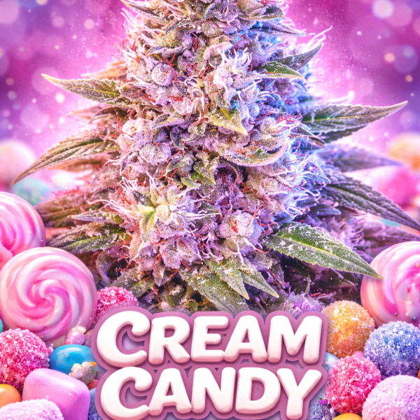 Cream candy autoflower