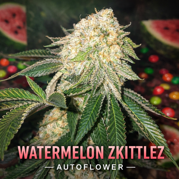 watermelon zkittlez  autoflower