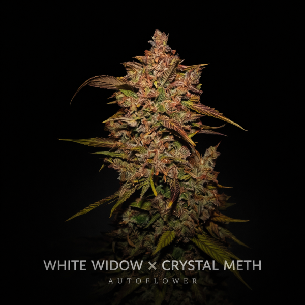 White widow x crystal meth autoflower