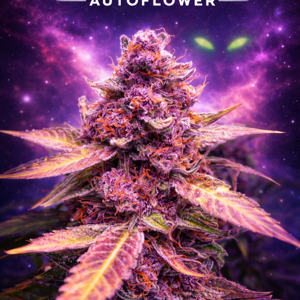 Cherry alien autoflower