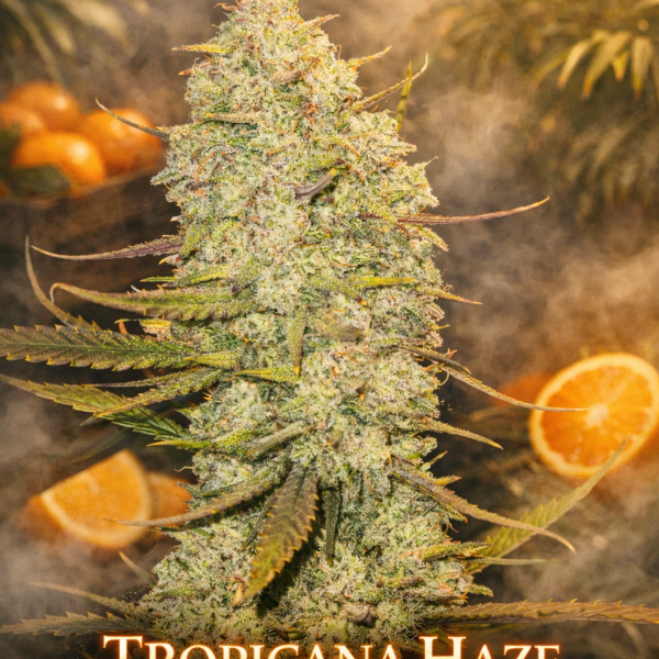 Tropicana haze  autoflower