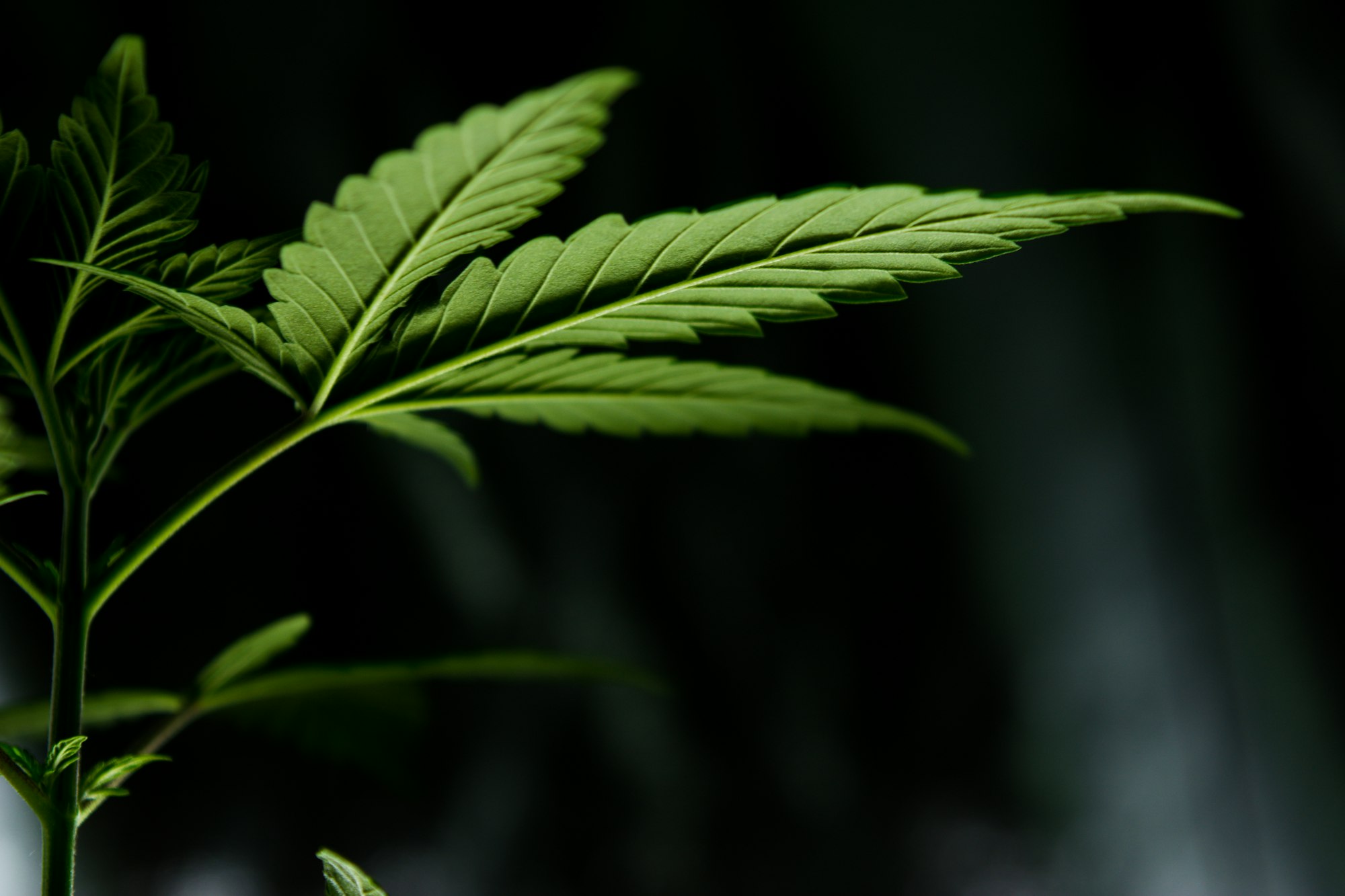 Macro cannabisblad