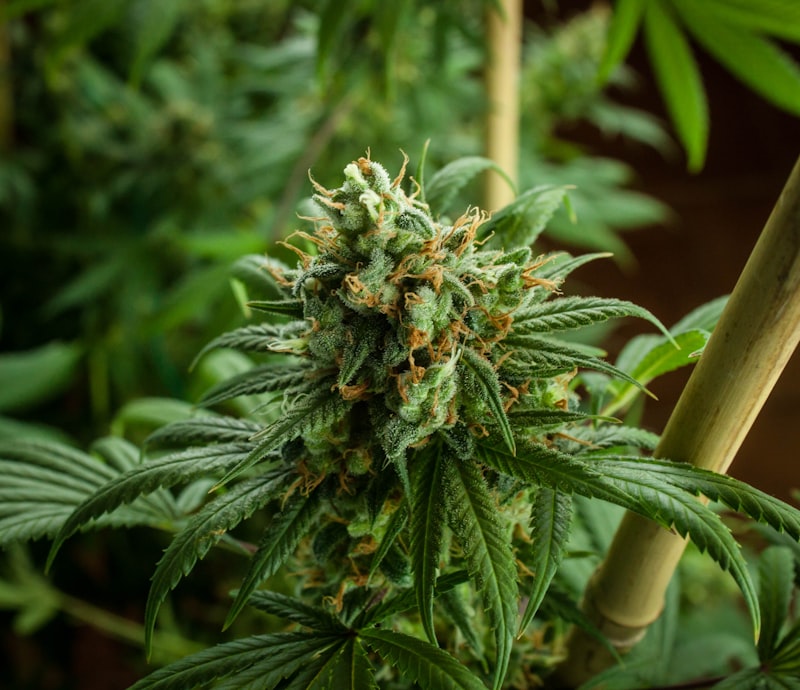 White Widow